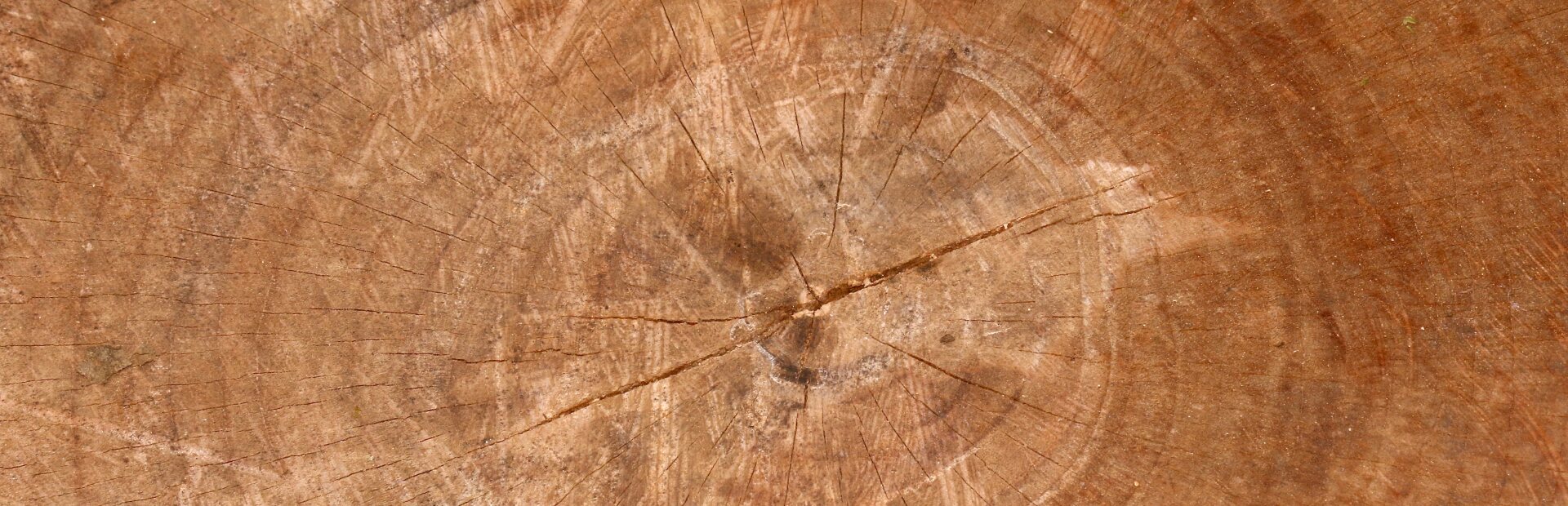 Querschnitt Baumstamm
